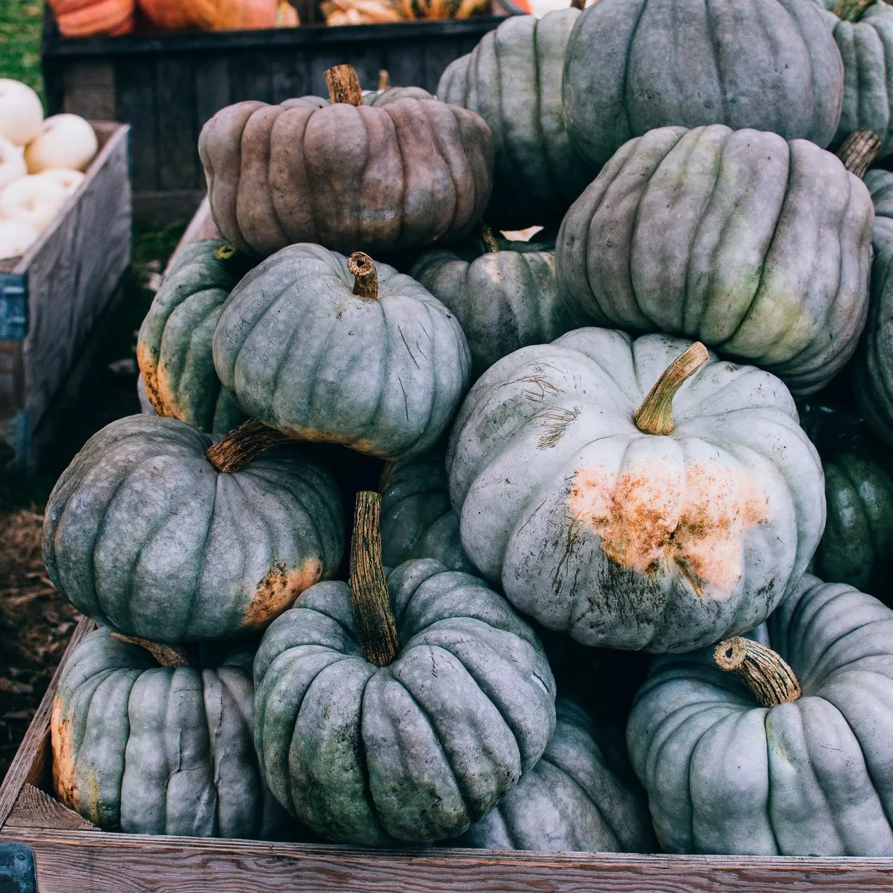Pumpkins in Willow View Farms yard display in a source photograph from 2019